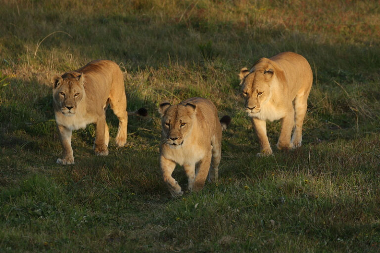 Top 5 Must-See Safari Animals in the Eastern Cape